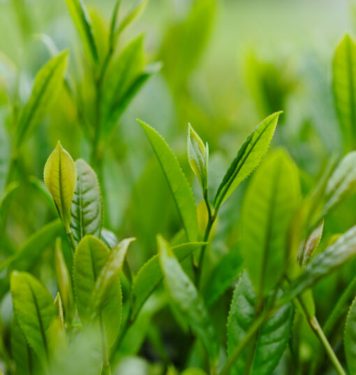 Teeseminar Japan spezial  - Shincha 2025 - 14.06.2025 | 16:30