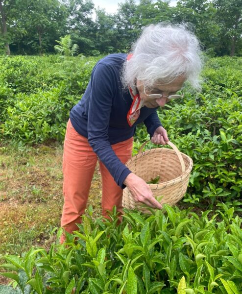 Alternative view of Sicaj "Tea as a detective story " - 29.03.2026 | 17:00 Uhr - English!