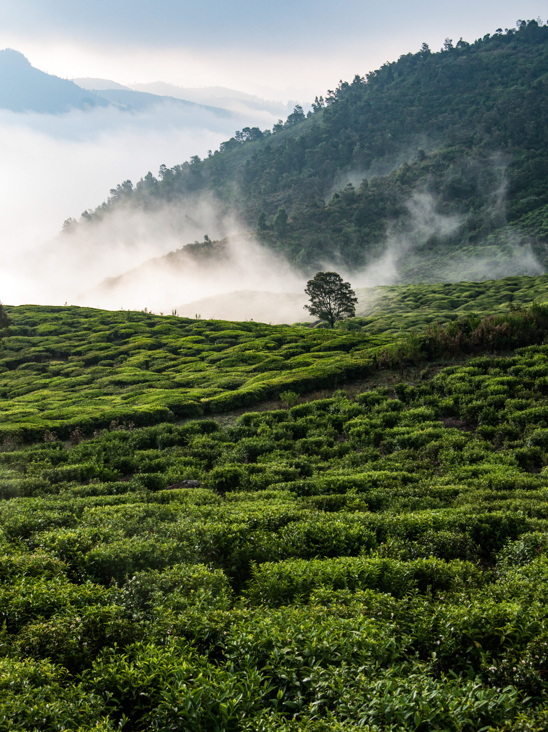 Shimaltea "Handwerkstees aus dem Himalaya " - 29.03.2026 | 11:00 Uhr – Bild 2
