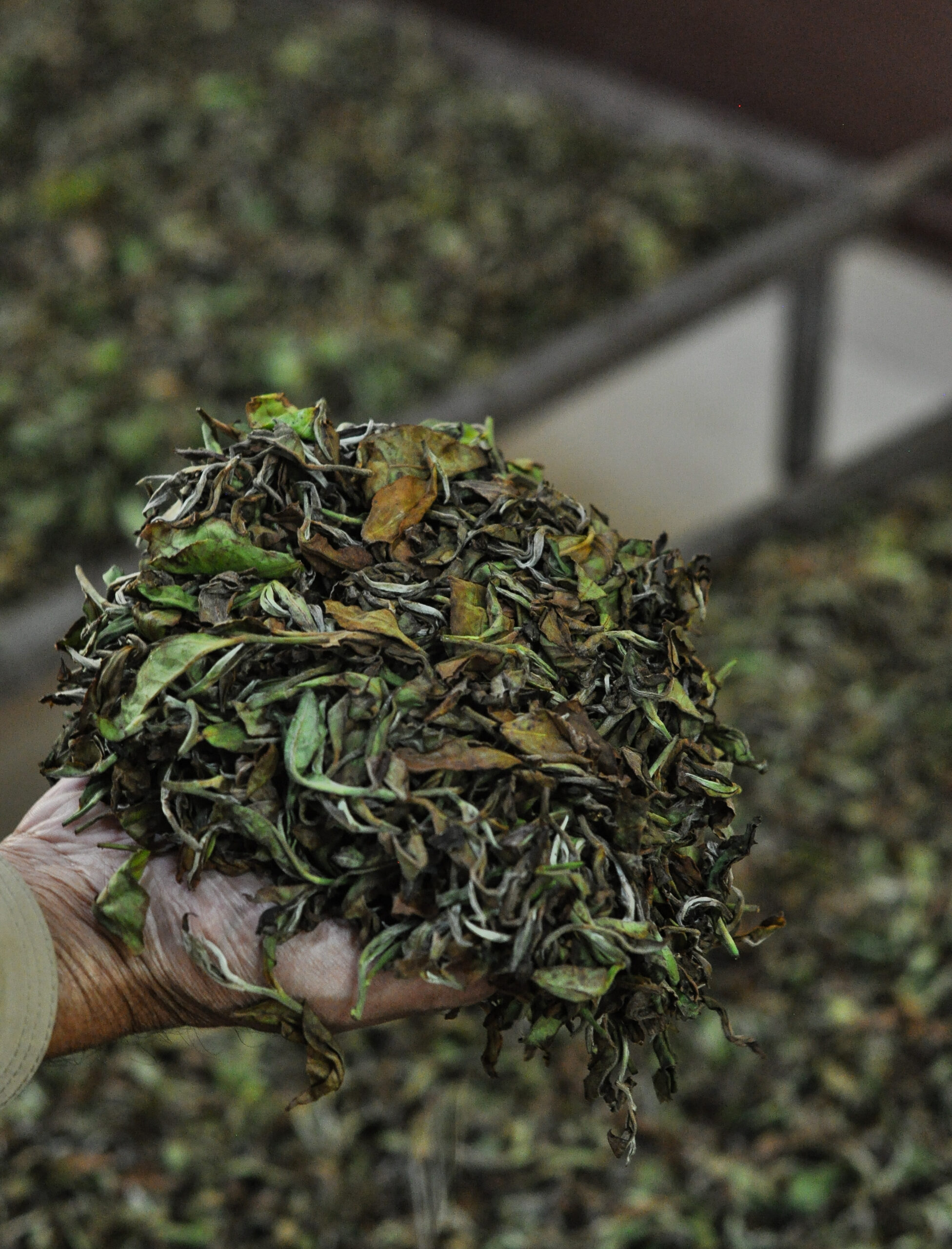 Shimaltea "Handwerkstees aus dem Himalaya " - 29.03.2026 | 11:00 Uhr – Bild 3