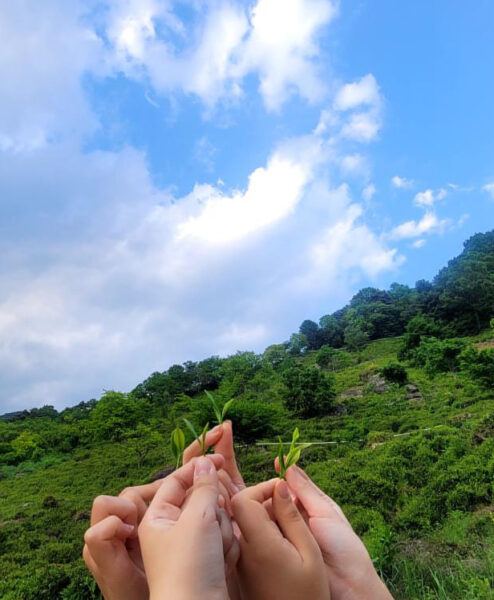 Alternative view of Infinitea Leaves "Exploring the Southkorean Tea World " - 29.03.2026 | 13:00 Uhr