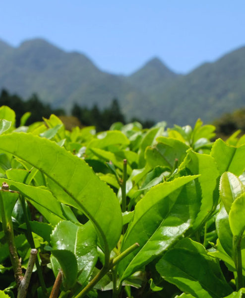 Teefelder Ernte Bancha